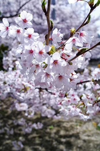 商船学科棟の県道沿い